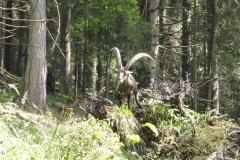 Bärenschützklamm