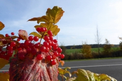 Herbstimpression